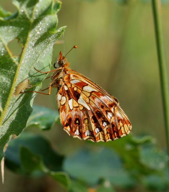 Conferma Boloria (Clossiana) dia